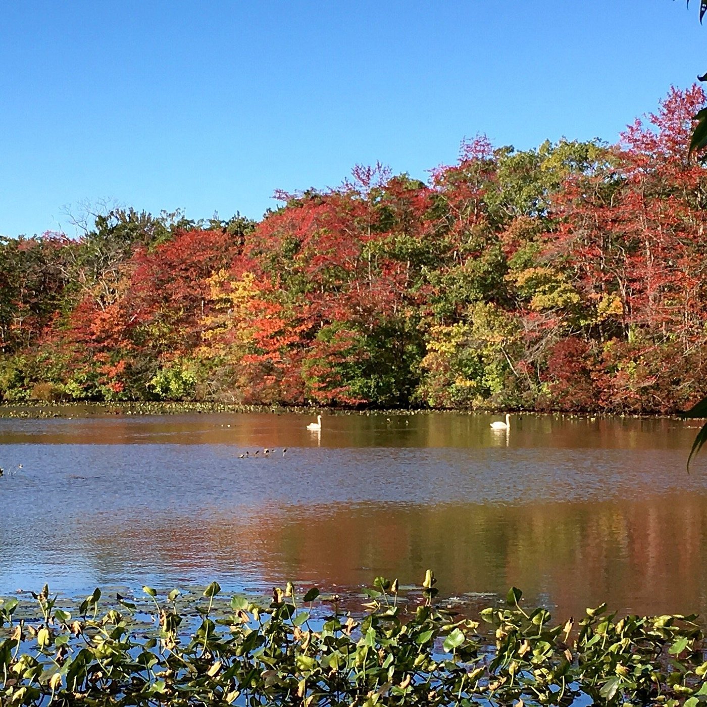 Tutor Doctor tutoring services in Bellmore, NY