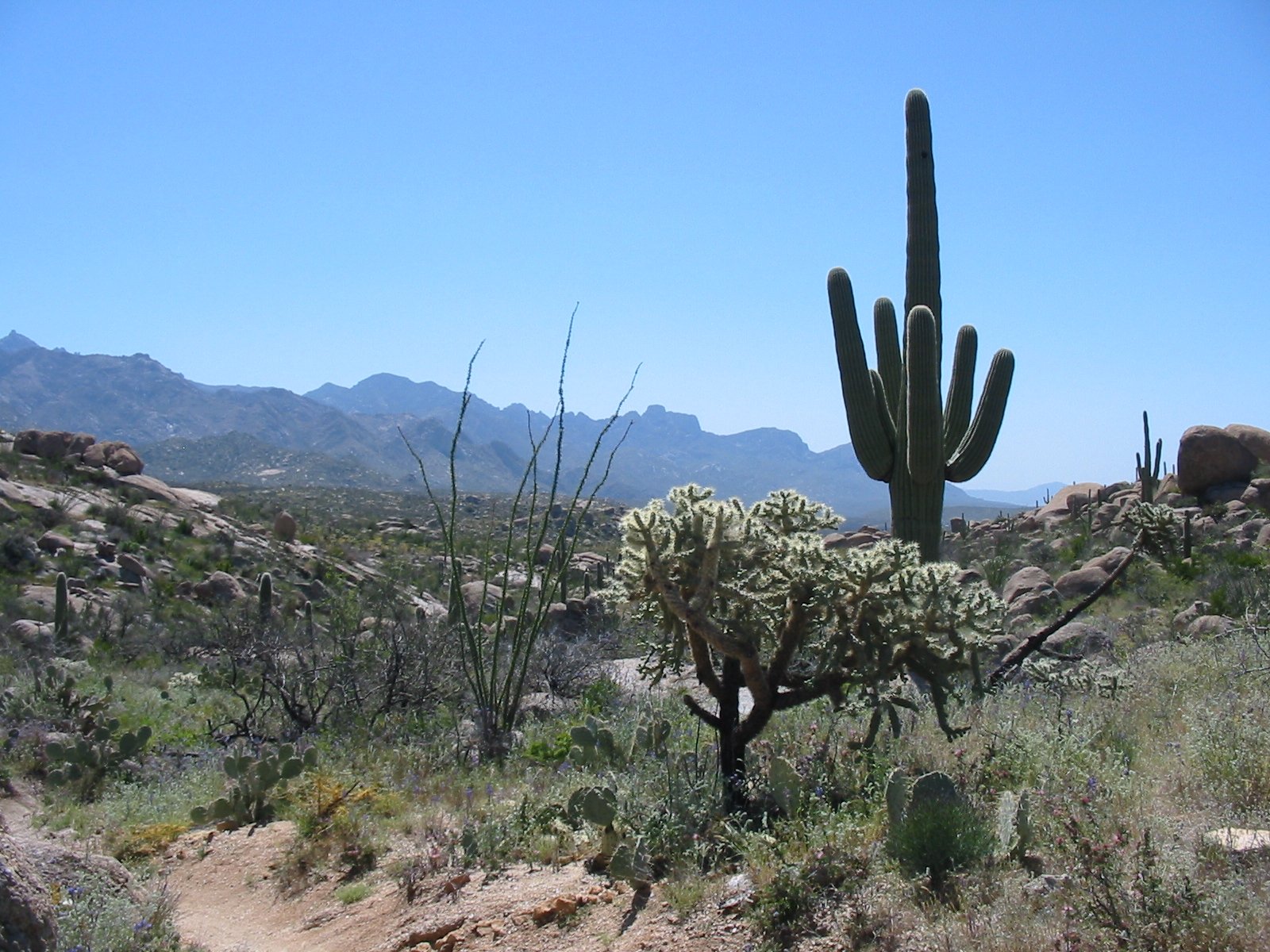 Tutor Doctor tutoring services in Catalina Foothills, AZ